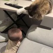 あゆたむの画像