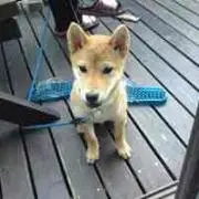 きょんしー
