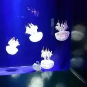ゆ～～き(必ずプロフをお読み下さい)の画像