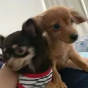 h☆mの画像