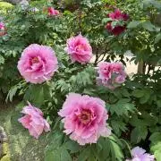ぼたんの画像