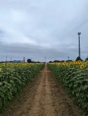【プロフご確認ください】うさぎの箱庭の画像