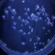 saの画像