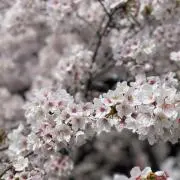 あいすの画像