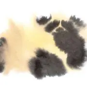 ZHの画像