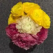 おまめ