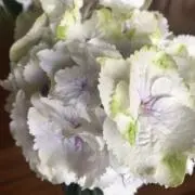 ホワイトの画像