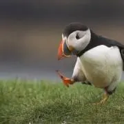 ひとみ