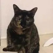 ayaの画像