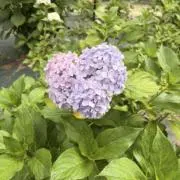 せいの画像