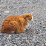 Misima.rの画像