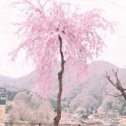 あみみん