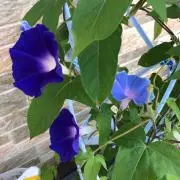 ちょこ☺︎の画像