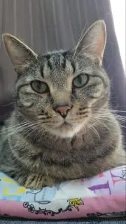 かむにゃんの画像