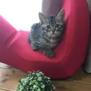 たのこ