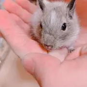 安田