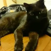 ジジ