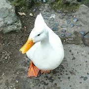 あひるの画像