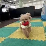 tの画像