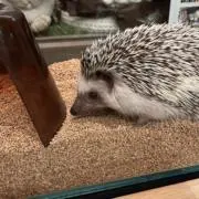 himecuteの画像