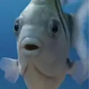 KOU