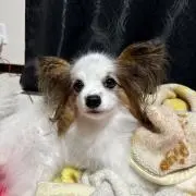 Parumaの画像