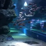 山本の画像