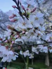 elvis☆fanの画像