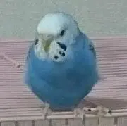 Rye