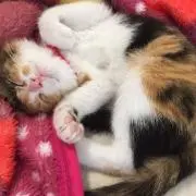 はなはなの画像