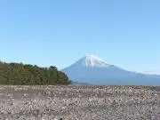 プルマの画像