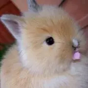なーなの画像