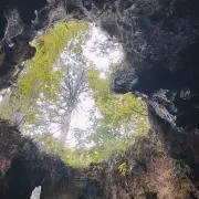 AYNの画像