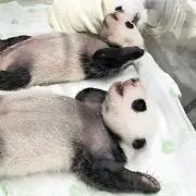 のぶせ