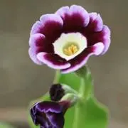 ブルーの画像
