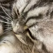 あおちゃんの画像