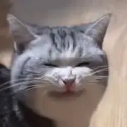 にゃーの画像