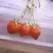 みままの画像