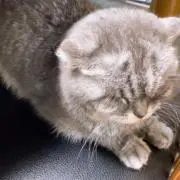 りょうかの画像