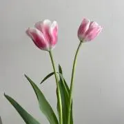 Suzuの画像