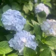 阿修羅の画像