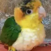 ボーイの画像