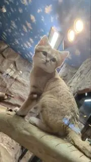 Lufuluの画像