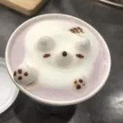 こぐまの画像