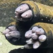 ちぃの画像