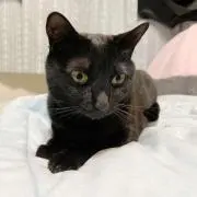 愛鈴