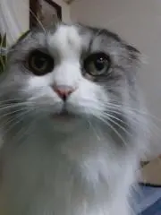あるてみすの画像