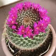 青虎の画像