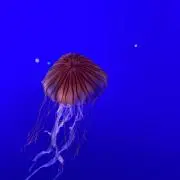 みずの画像