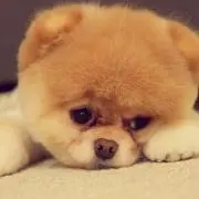 吉村の画像